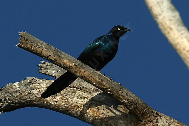 Rüppell's Starling