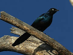 Rüppell's Starling