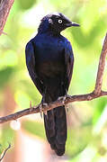 Rüppell's Starling