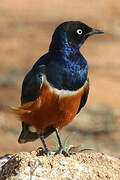 Superb Starling