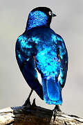 Superb Starling