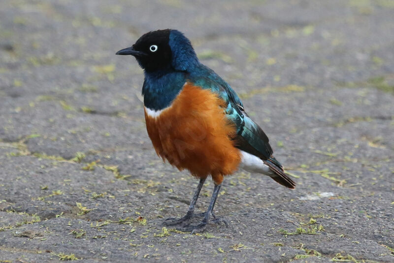 Superb Starling