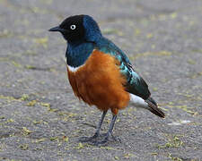 Superb Starling