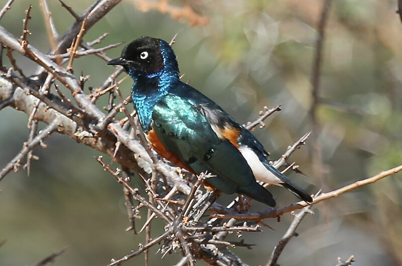 Superb Starling