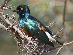 Superb Starling