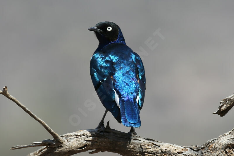 Superb Starling