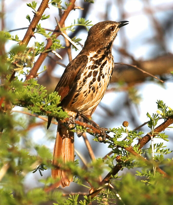 Spotted Palm Thrush