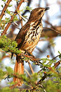 Spotted Palm Thrush