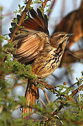 Spotted Palm Thrush