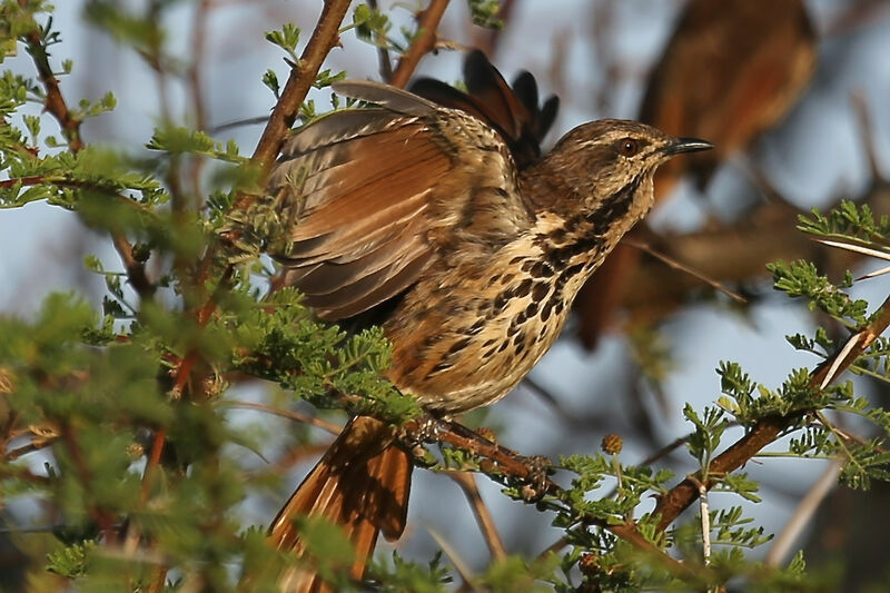 Spotted Palm Thrush