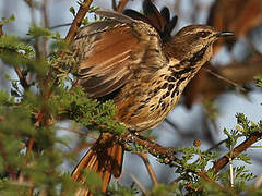 Spotted Palm Thrush