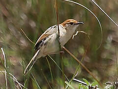 Levaillant's Cisticola