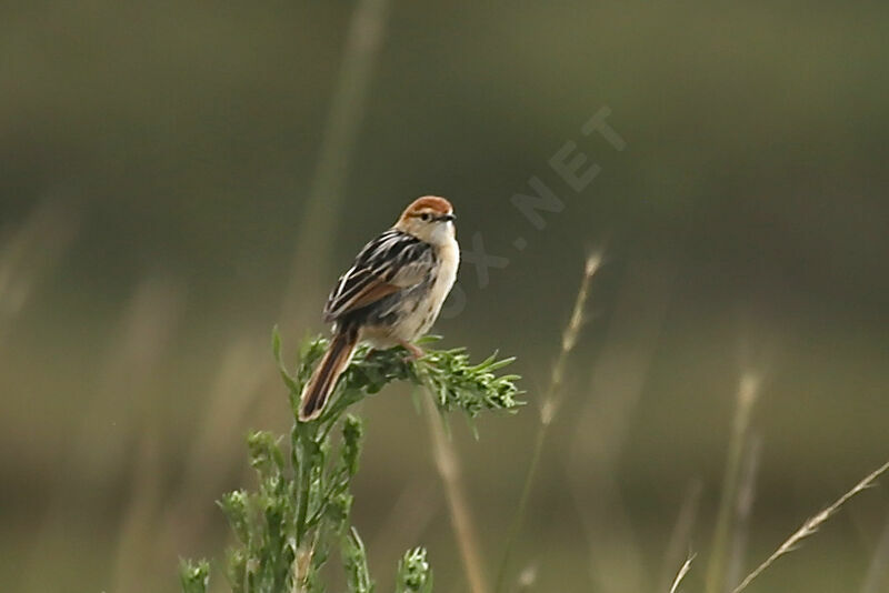 Levaillant's Cisticola