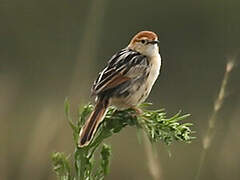 Levaillant's Cisticola