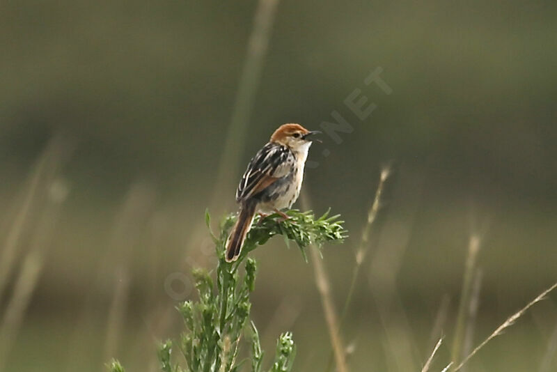 Levaillant's Cisticola