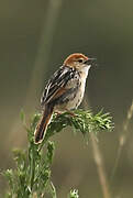 Levaillant's Cisticola