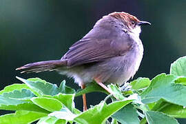 Hunter's Cisticola