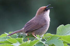 Hunter's Cisticola