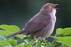 Hunter's Cisticola