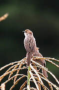 Rattling Cisticola