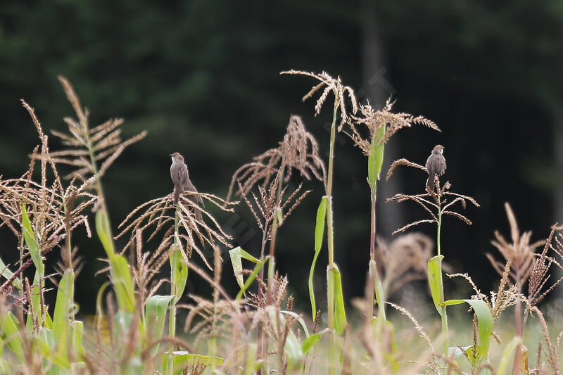 Rattling Cisticola