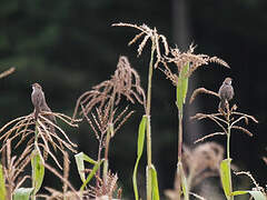 Rattling Cisticola