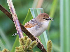 Rufous-winged Cisticola