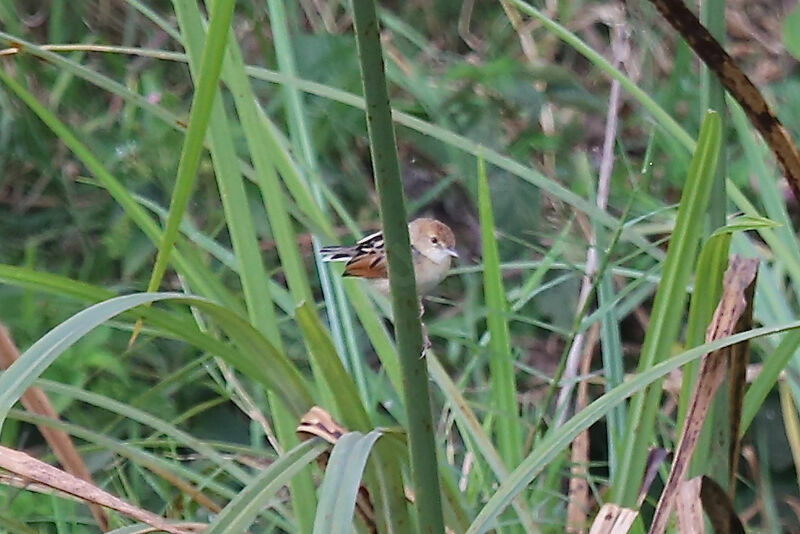 Rufous-winged Cisticola