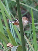 Rufous-winged Cisticola