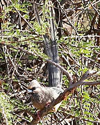 White-headed Mousebird