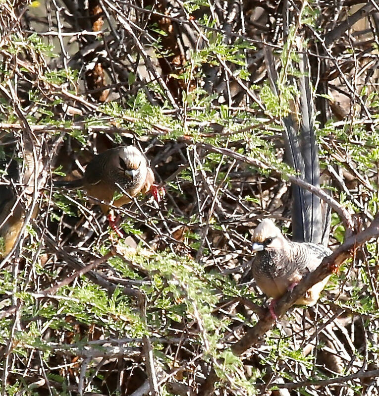 White-headed Mousebird