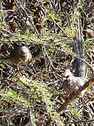 White-headed Mousebird