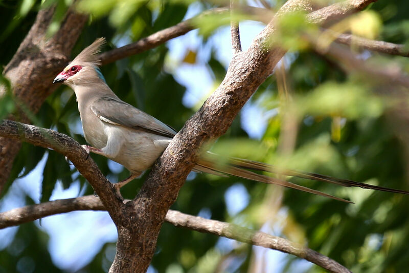 Blue-naped Mousebird