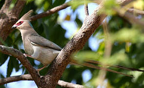 Blue-naped Mousebird