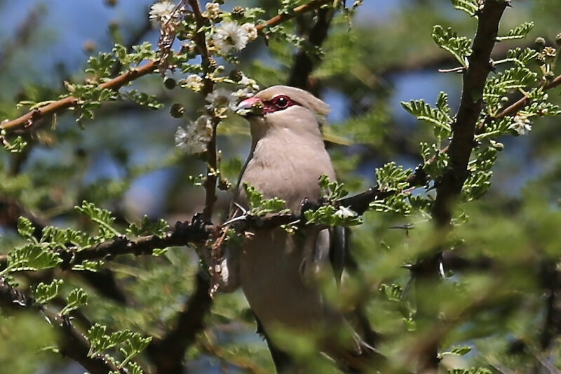 Blue-naped Mousebird