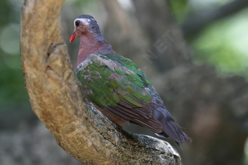 Colombine turvert