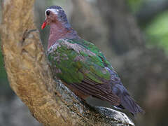 Common Emerald Dove