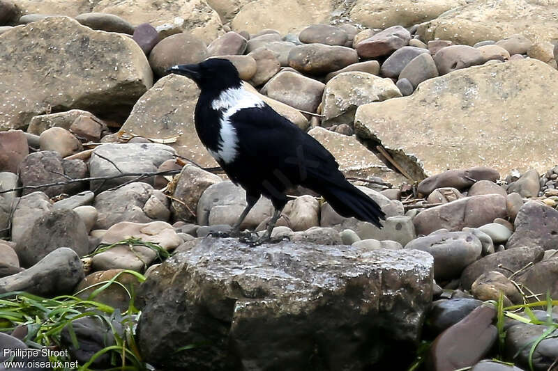 Corbeau à collier