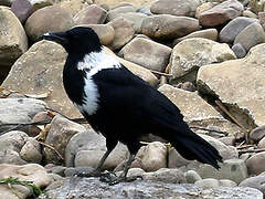 Corbeau à collier