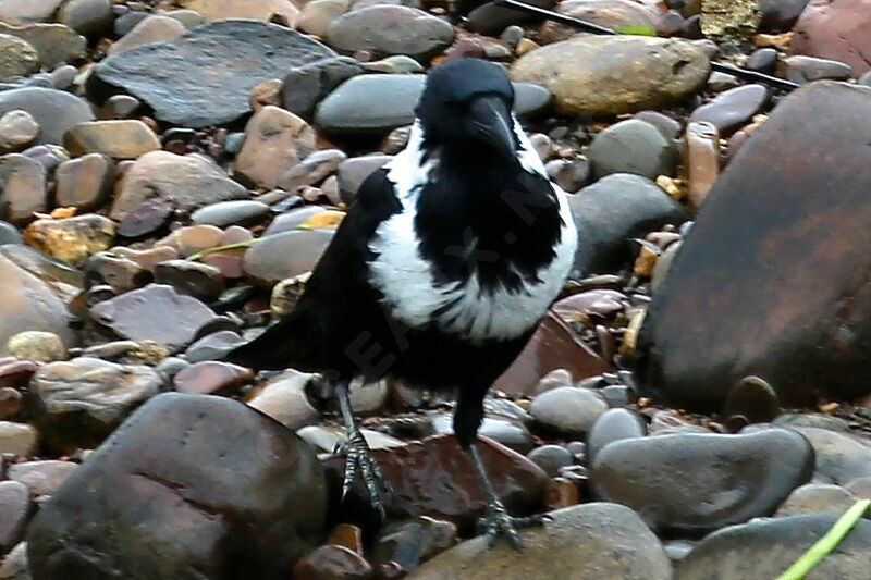 Corbeau à collier