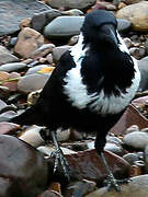 Collared Crow