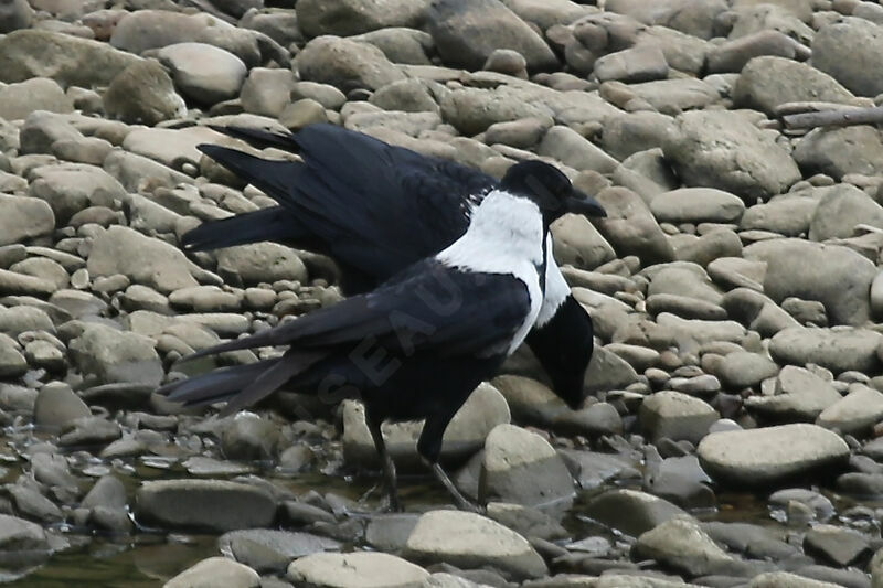 Collared Crow