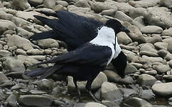 Corbeau à collier