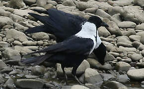 Collared Crow