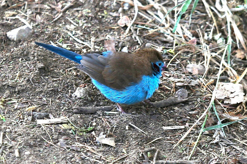 Cordonbleu à joues rouges