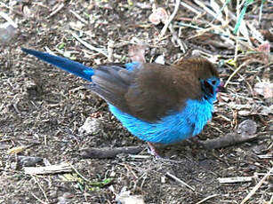 Cordonbleu à joues rouges