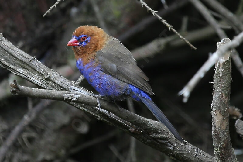 Cordonbleu violacé mâle