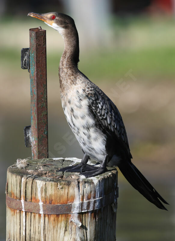 Reed Cormorant