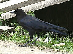 Cape Crow