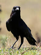 Cape Crow